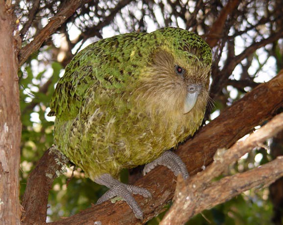 Sirocco in a tree | Sirocco the kakapo perches on a branch. … | Flickr