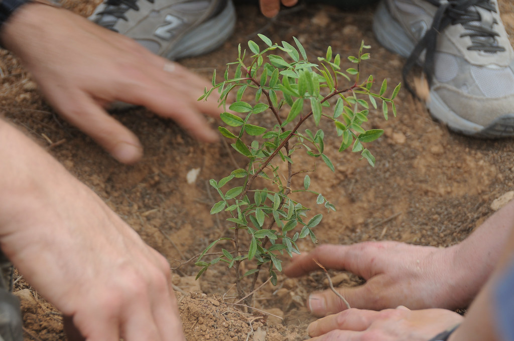 People planting a tree