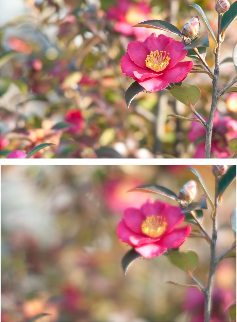 Tamron 35-105 f/2.8 Comparison by TOKYO COUNTRY BOY