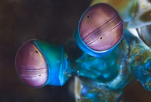 Mantis eyes