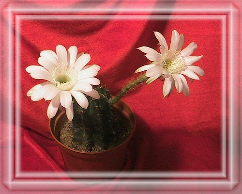 Two Cactus Arms, Two Snow-white Blossoms by Heirs with Him