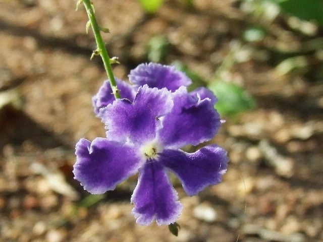 Verbenaceae>Duranta erecta DSCF2128