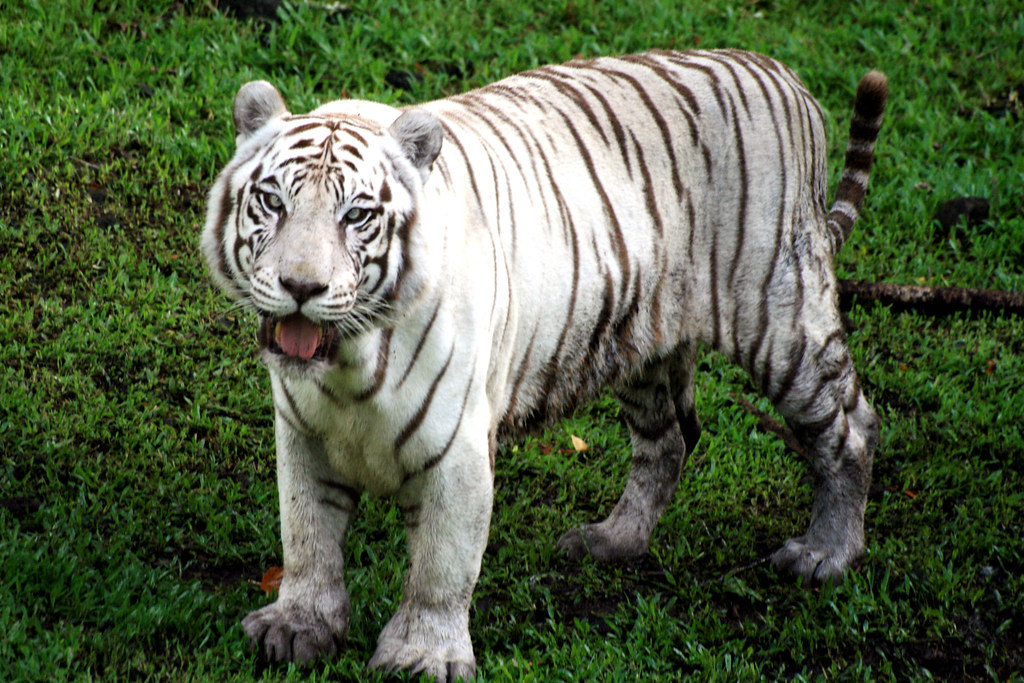 Породы тигров с фотографиями и названиями
