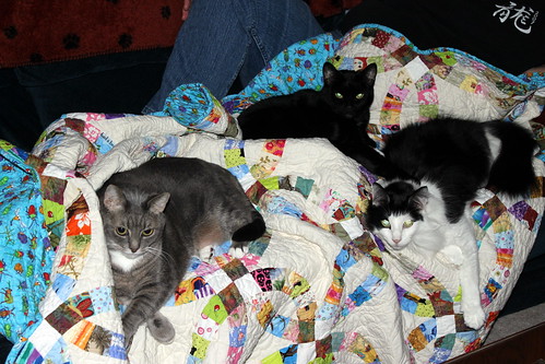 My wife, as usual, is covered in cats. At least this time there's a quilt to keep them all warm.