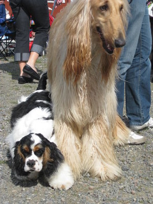 am cocker spaniel and afghan hound | ..at the swedish 
