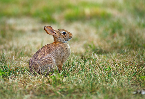 summer rabbit rodent newjersey nikon 300mm28 d4s