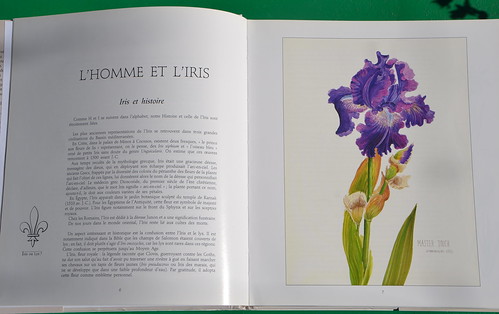 L'Iris, une fleur royale 31948488513_5f651ef81c