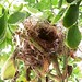 Pequeno ninho de pardal em um arbusto de boldo. #ninho #pardal #birdsnest #nest #sparrow