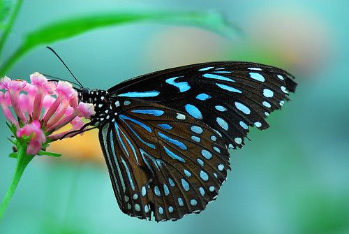 papillon by Lech'tirené