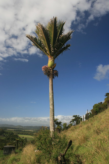 Nikau Palm - Rhopalostylis sapida