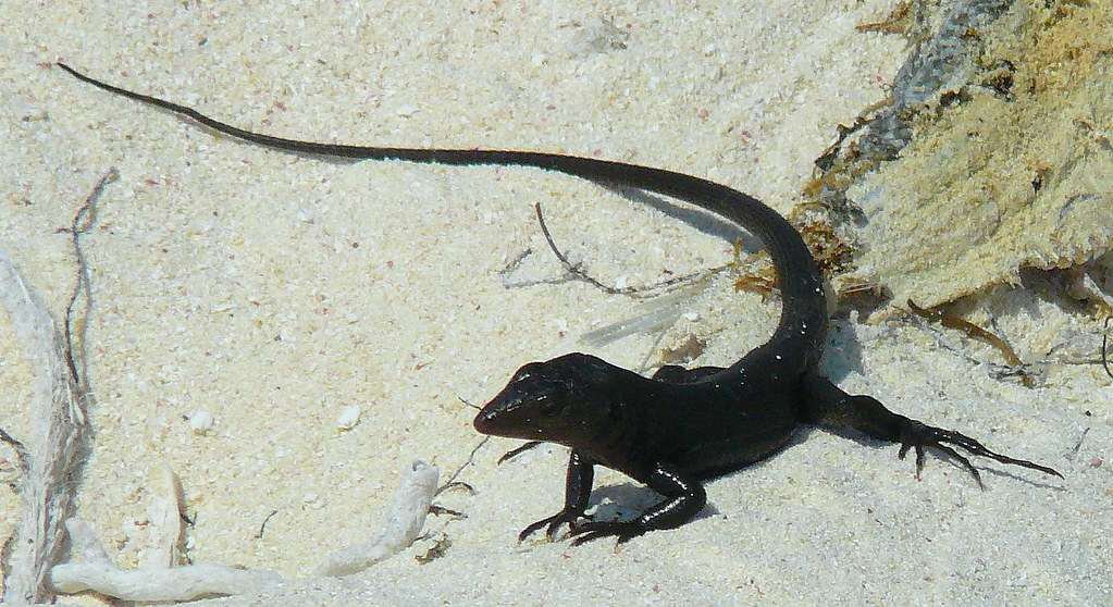 Lagartijo o Cotejo negro [Black Lizard] (Cnemidophorus nigricolor)