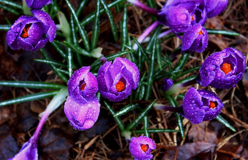 flower dewdrops spring purple crocus dew bulbs crocuses