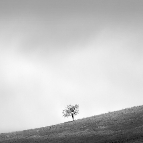 Mount Jumbo lonely tree