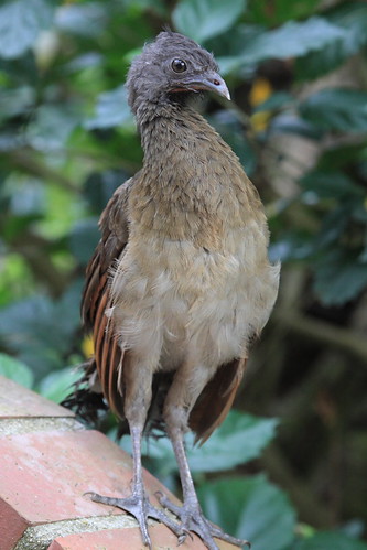 Gray-headed Chachalaca | by Peter Burke