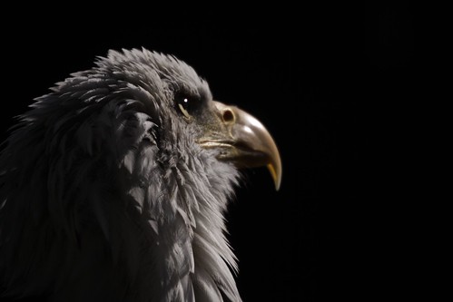 American Bald Eagle by slynkycat