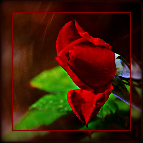 red rose . . . by dragonflydreams88