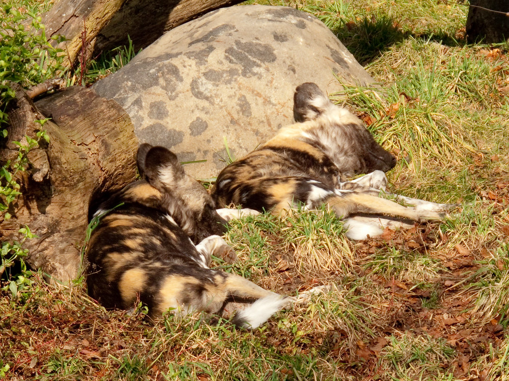 Lincoln Park Zoo Afican wid dogs Our day at Lincoln Park Z… Flickr