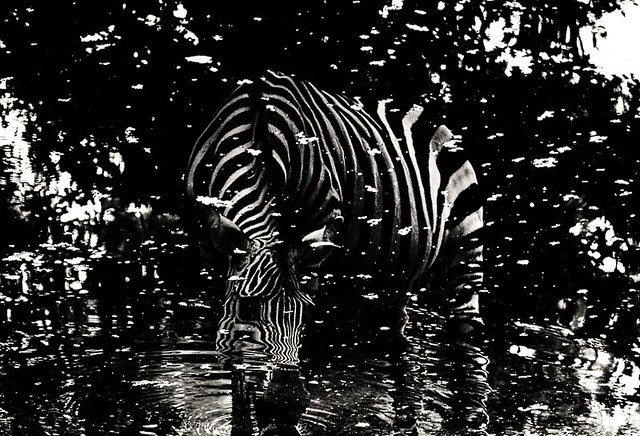 i zebra