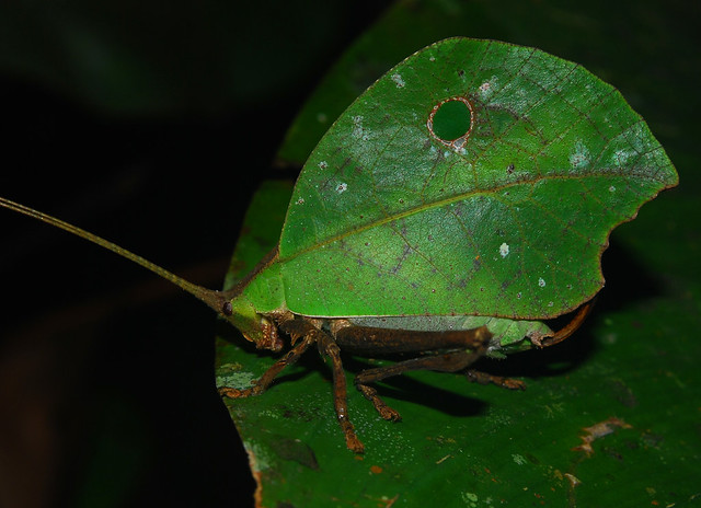 Leaf-imitating katydid