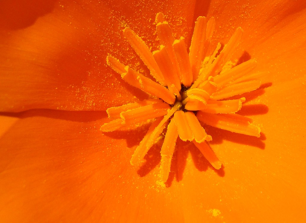 Interior of orange California poppy, cropped, but SOOC