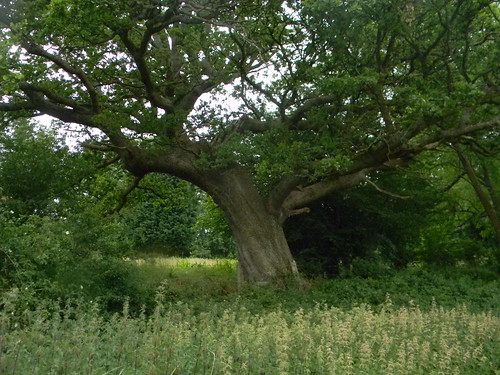 Big oak Shiplake to Henley