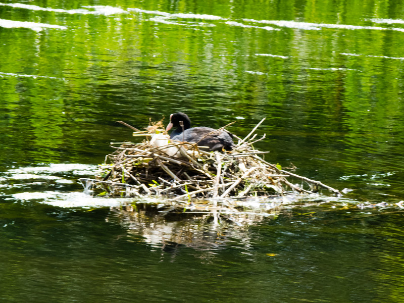 Coot on its nest