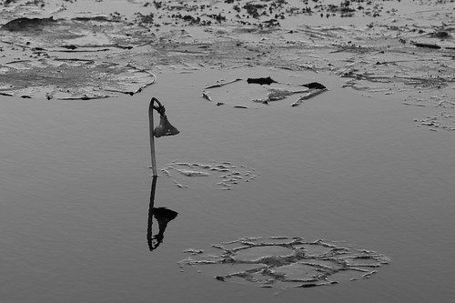 bw lake reflection water monochrome pod lotus swamp wetlands marsh dried brazosbendstatepark img8193 40acrelake canonef100mmf28lmacroisusm assignmenthouston41