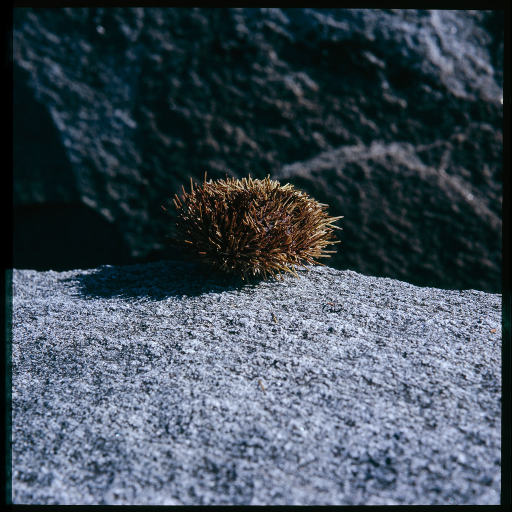 sea urchin by Jens Jacob - Hej!