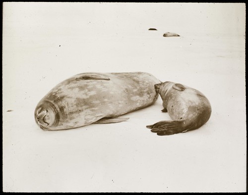 Suckling, Shackleton - Rowett Expedition, Antarctica, 1921-1922 | by State Library of NSW