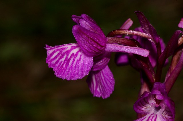 Orchis x gennarii [nm.] subpapilionacea (Orchis morio subsp. champagneuxii x Orchis papilionacea L.) - ORCHIDACEAE - Ojén (Málaga) (2)