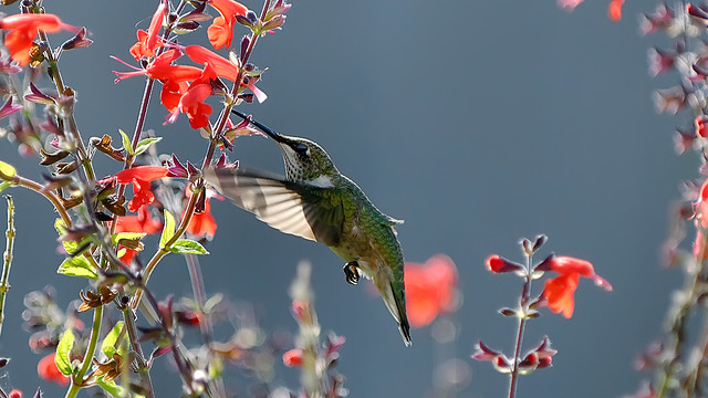 Hummingbird on Red Salvia_CUS_0271