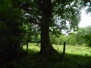 Tree sihouette