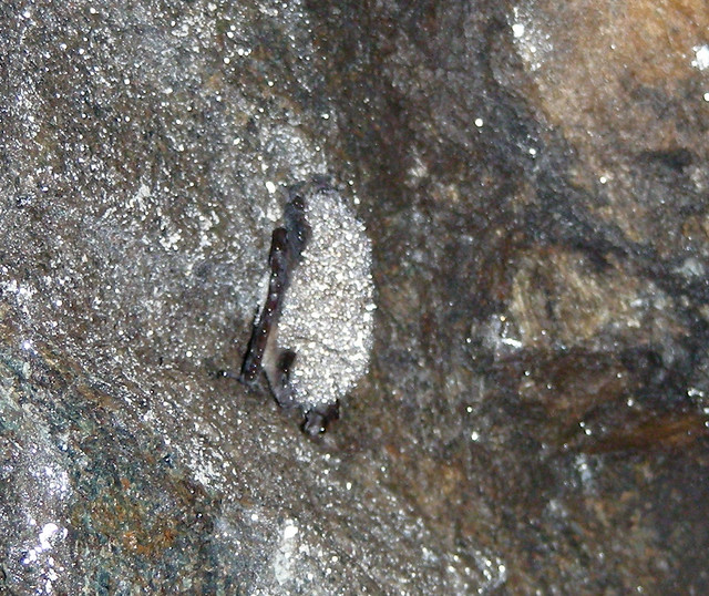 Bat affected by White-nose Syndrome