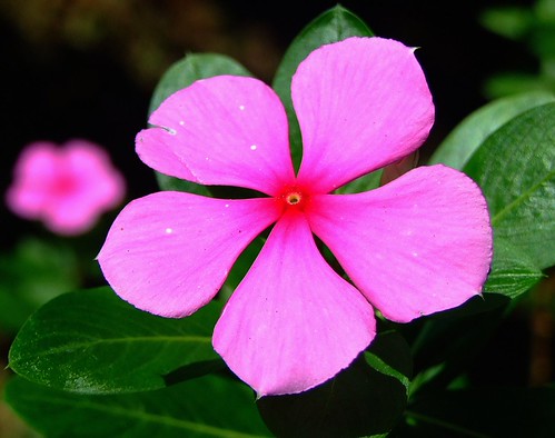 APOCYNACEAE 夾竹桃科 - Rosa Periwinkle (Catharanthus roseus) 長春花 | by kaiyanwong223