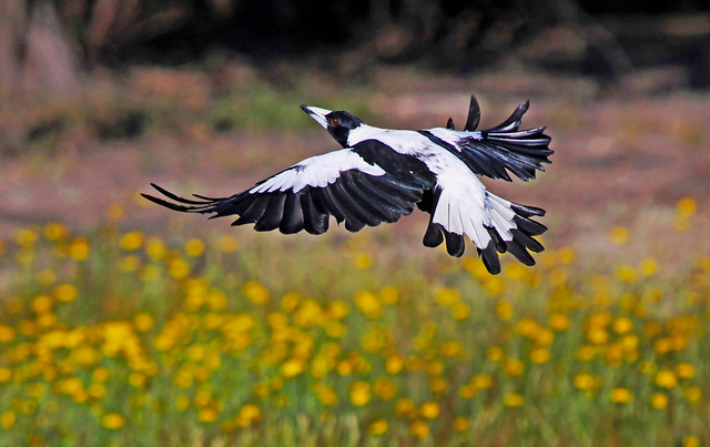 Australian Magpie : Morning in a field with daisies . . .