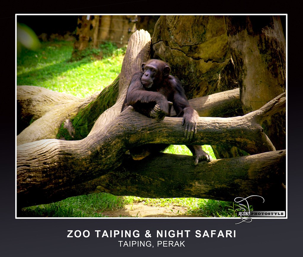 taiping zoo and night safari photos