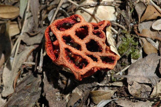 Clathrus ruber (Red Cage fungi / Traliestinkzwam)