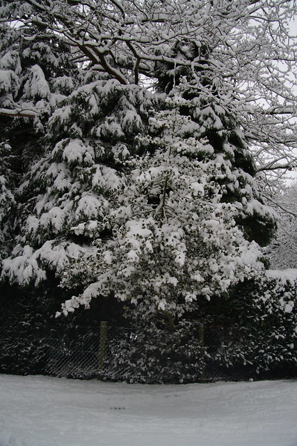 Let it Snow! Let it Snow! Let it Snow!!! Poynton, Cheshire, 5 Jan 2010