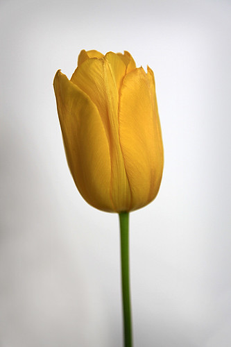 flower yellow flor amarillo blomma 花 blume fiore maua bulaklak hoa bloem lill pavot çiçek kwiat blodau 꽃 kukka цвет цветок λουλούδι bláth ดอกไม้ květina floare ყვავილი flickraward5