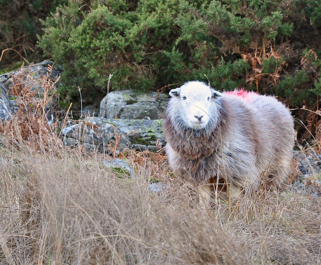 DSC_0616 Herdwick sheep