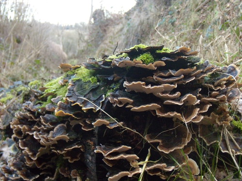 Bracket fungus Stonegate to Robertsbridge 