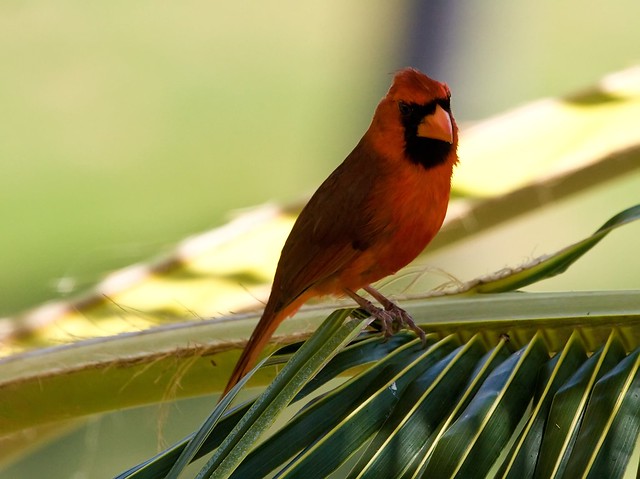 cardinal in palm tree