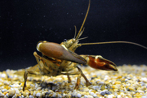 Crayfish UOH_2963