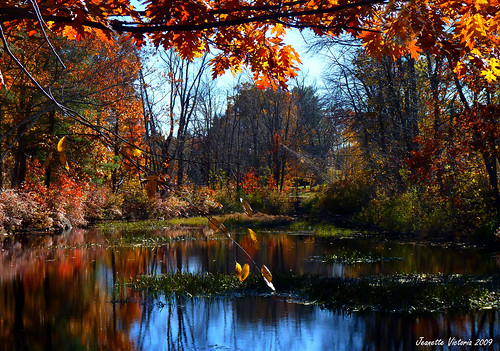 autumn water fallcolors newhampshire fallfoliage rindgenh thebestofcengizsqueezeme2groups reflectionslovers jeanetterunyon lillysonthepondrestaurant