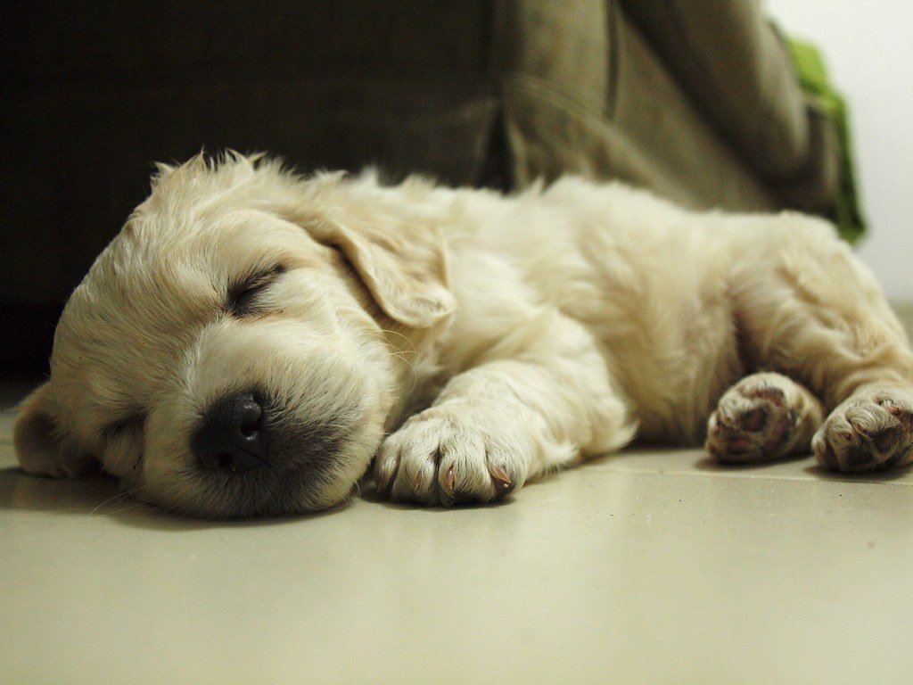 dog sleeping | tereza kleovoulou | Flickr