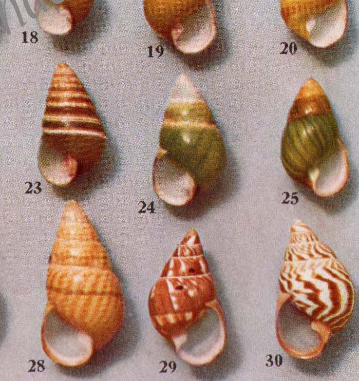 Tree Snails Natural History Illustration 1905