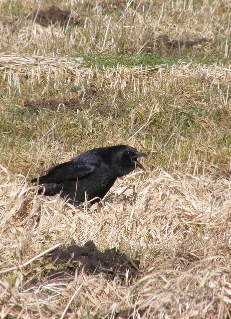 Corvus corone (Carrion Crow / Zwarte kraai)