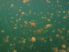 Jelly Fish Lake