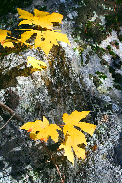 Maple and Granite