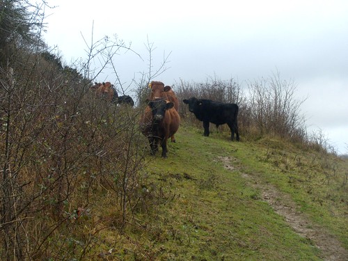 Dexter cattle Eynsford to Shoreham